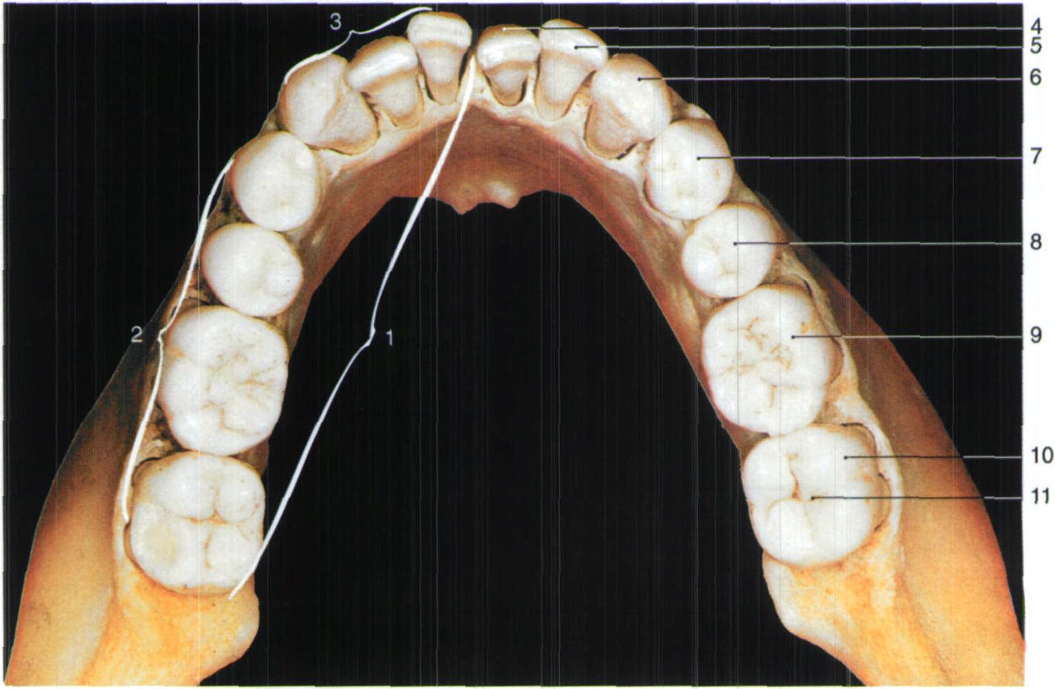 下颌恒牙(上面观)